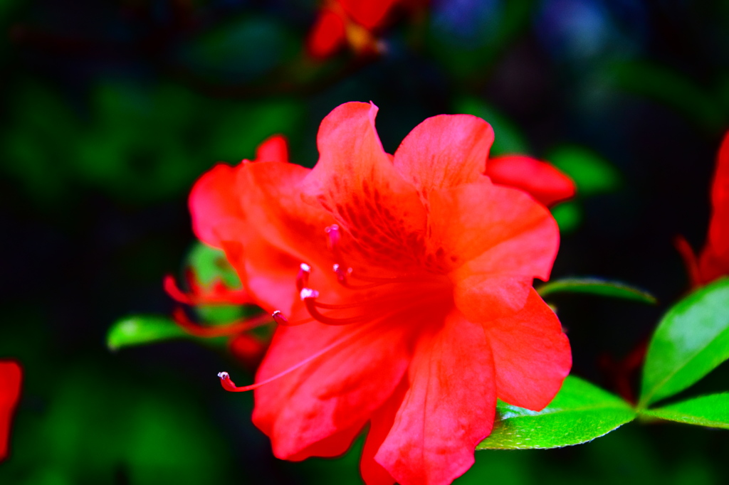 公園の花その２