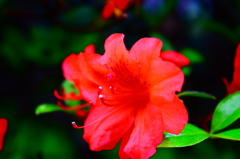 公園の花その２
