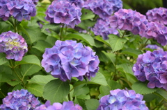多摩川台公園　アジサイ園