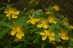 多摩川台公園　黄色い花