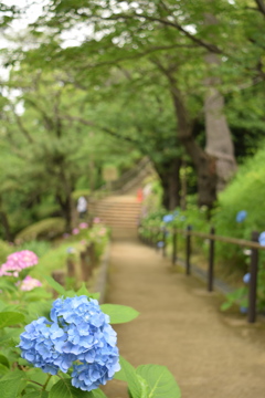 多摩川台公園　アジサイと道