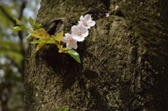 幹桜