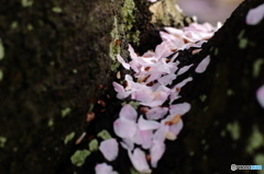 桜　