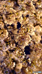 夜桜