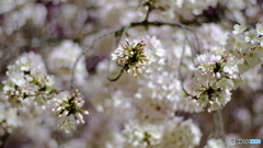 犬桜