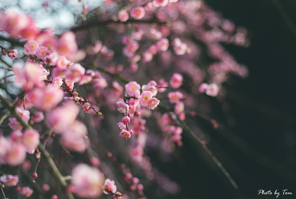 weeping plum