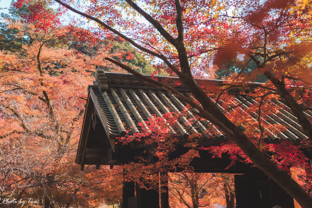 秋月城本門
