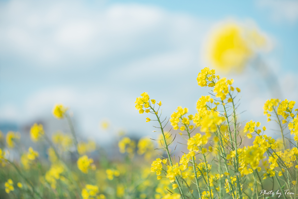 小さな菜の花畑