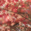 紅葉まつり in 呑山観音寺