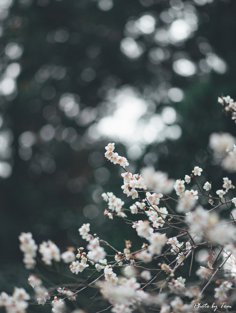 cloudy and plum blossoms