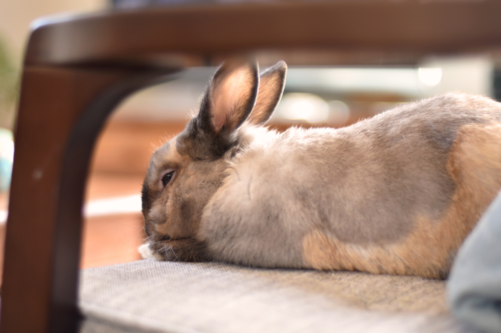 うとうと zzz