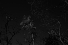 trees