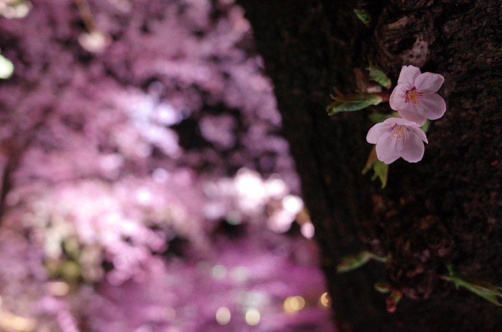 sakura