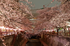 目黒川の桜