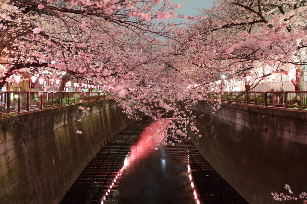 目黒川の桜