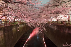 目黒川の桜