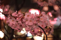 目黒川の桜