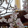 高幡不動尊金剛寺の桜