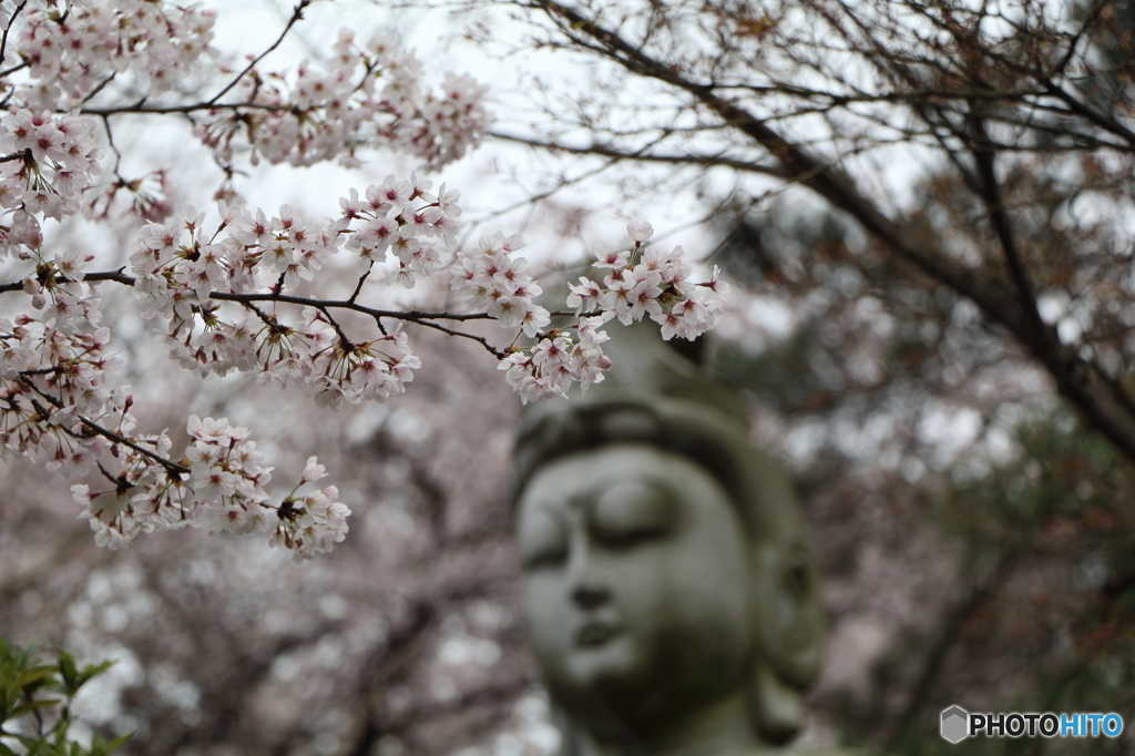 高幡不動尊金剛寺の桜