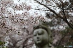 高幡不動尊金剛寺の桜