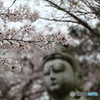 高幡不動尊金剛寺の桜