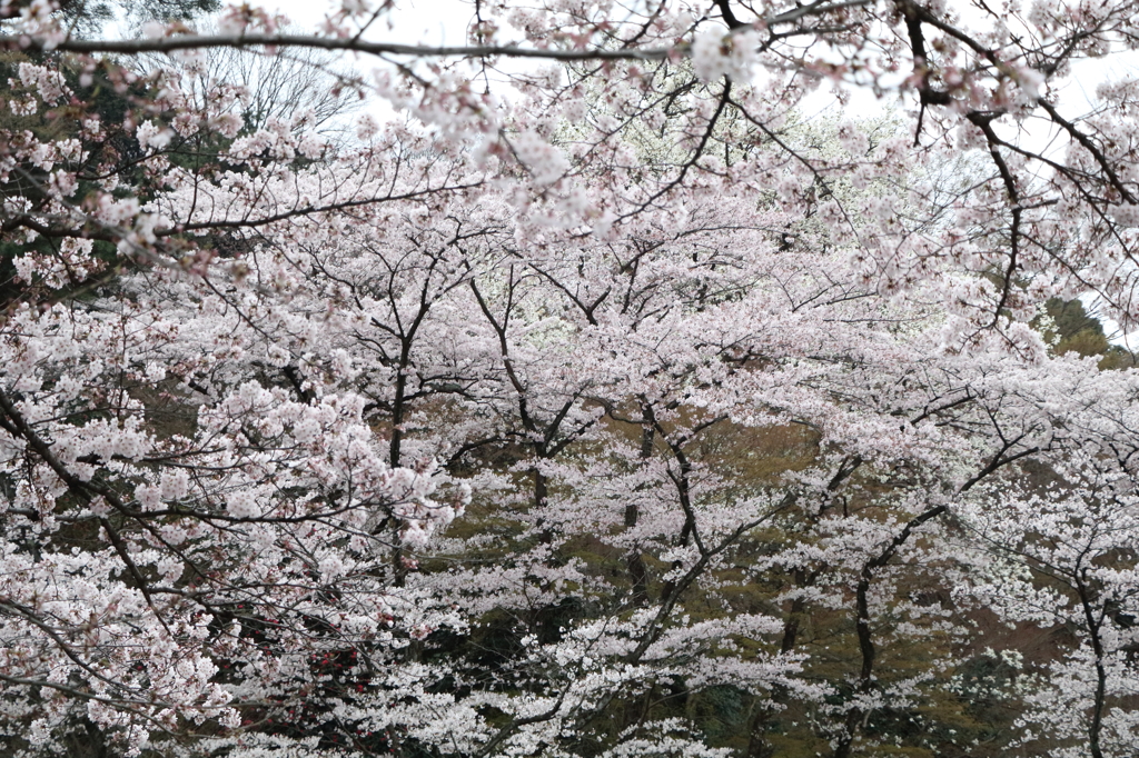 高幡不動尊金剛寺の桜