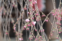 高幡不動尊金剛寺の桜