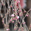 高幡不動尊金剛寺の桜