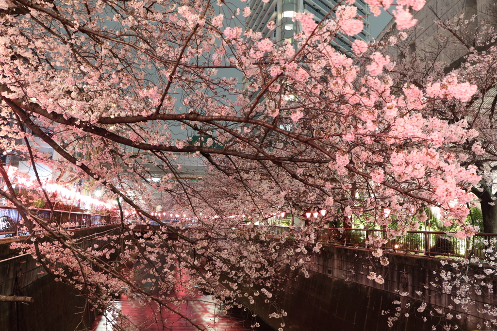 目黒川の桜