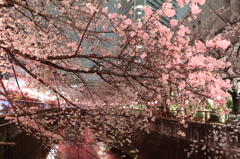 目黒川の桜