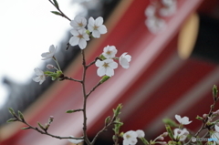 高幡不動尊金剛寺の桜
