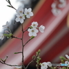 高幡不動尊金剛寺の桜