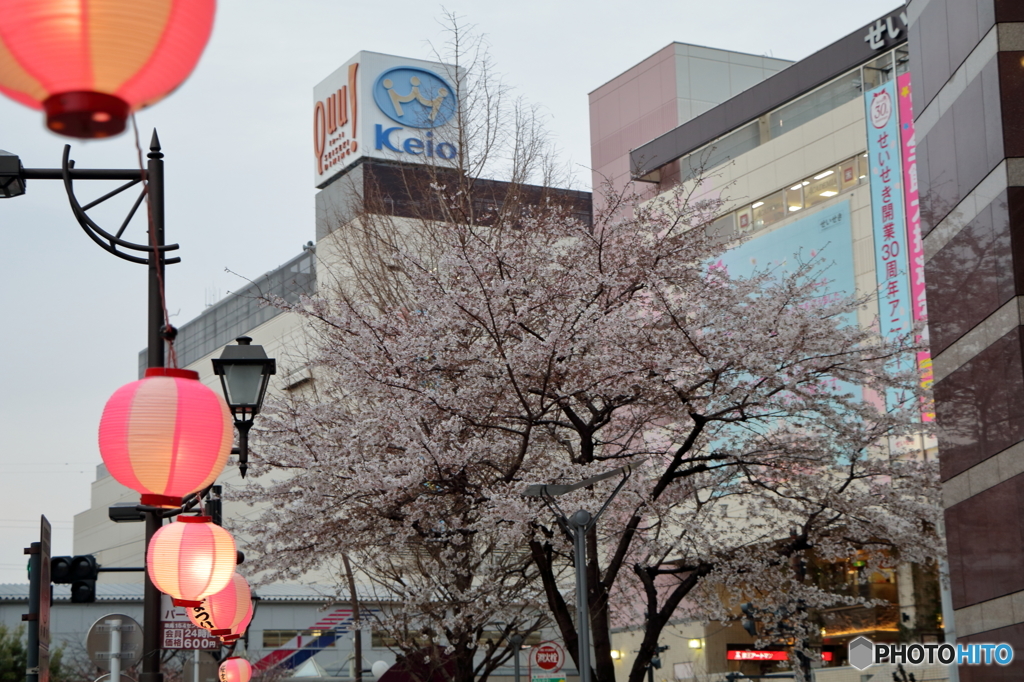 聖蹟桜ヶ丘駅の桜