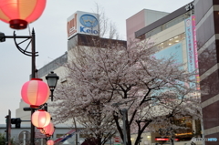 聖蹟桜ヶ丘駅の桜