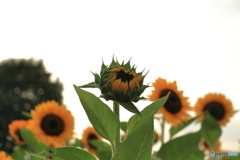 ひまわり
