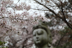 高幡不動尊金剛寺の桜
