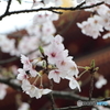高幡不動尊金剛寺の桜