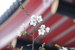 高幡不動尊金剛寺の桜