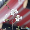 高幡不動尊金剛寺の桜