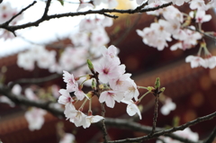 高幡不動尊金剛寺の桜