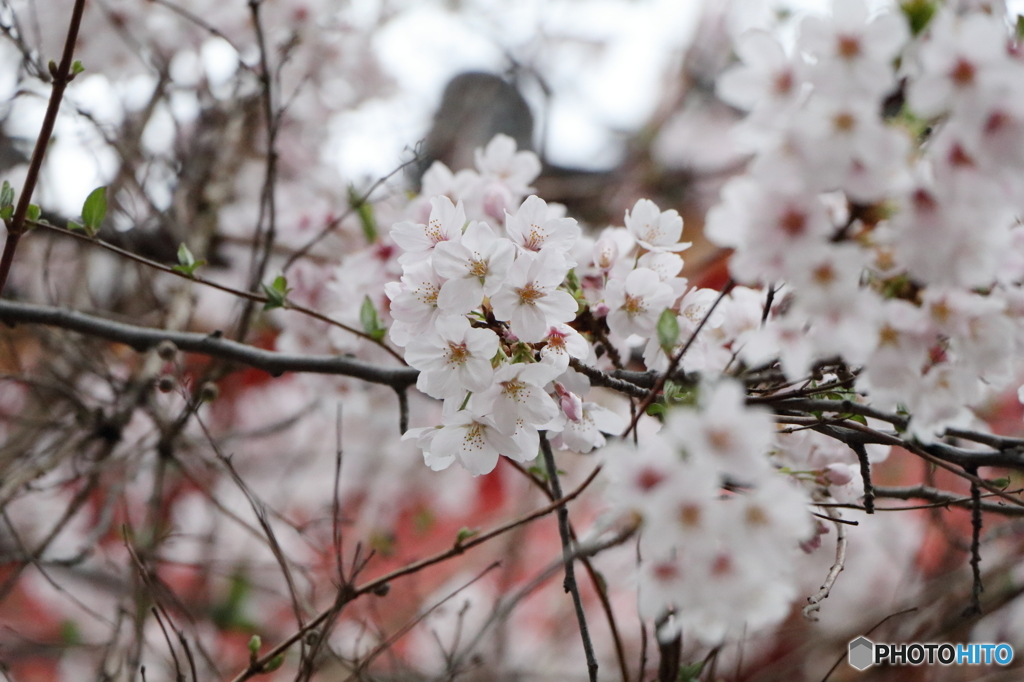 高幡不動尊金剛寺の桜