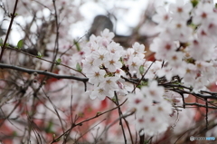 高幡不動尊金剛寺の桜