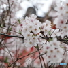 高幡不動尊金剛寺の桜