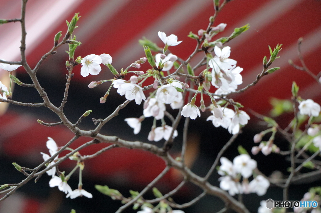 高幡不動尊金剛寺の桜