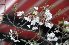 高幡不動尊金剛寺の桜