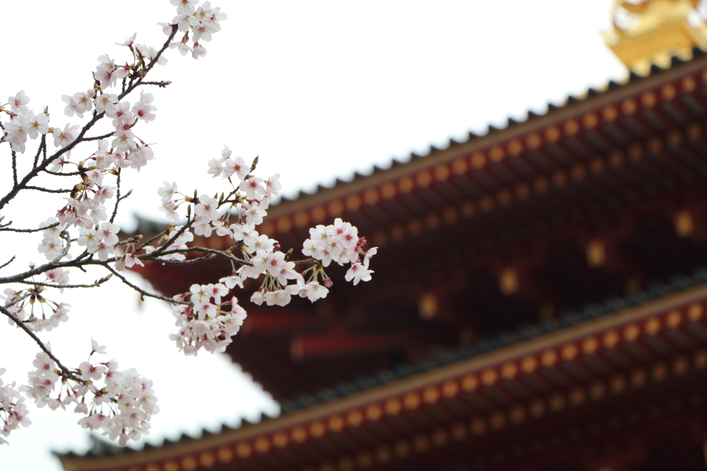 高幡不動尊金剛寺の桜