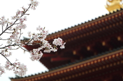 高幡不動尊金剛寺の桜