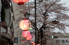 聖蹟桜ヶ丘駅の桜