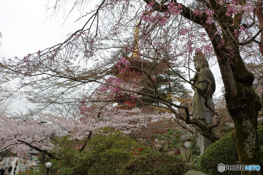 高幡不動尊金剛寺の桜