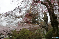 高幡不動尊金剛寺の桜